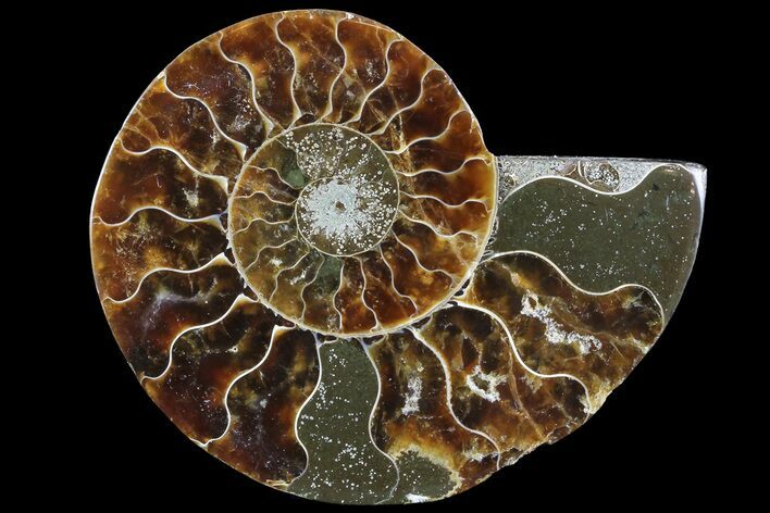 Agatized Ammonite Fossil (Half) - Madagascar #83835